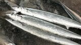 本州トップ　大船渡市でサンマ初水揚げ　水揚げ量およそ4t　2025年より1550円～1670円ほど高値で取引され、浜はにぎわう　岩手　|　IBC NEWS | IBC岩手放送