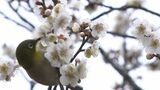 梅の花が一気に咲き進み春へ 岡山・香川の多くの地点で今年最高の気温に【岡山】|TBS NEWS DIG