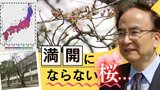 桜前線異常アリ開花が遅れ満開にならないところも…温暖化の影響より顕著に　|　福岡のニュース｜RKB NEWS｜RKB毎日放送