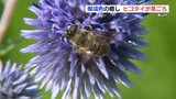 高原に咲く瑠璃色の「ヒゴタイ」 が見頃 一足早く涼しげな秋の気配 熊本・産山村 | 熊本のニュース|RKK NEWS|RKK熊本放送