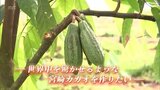 「世界中を驚かせるような宮崎カカオを作りたい」 県庁を退職しカカオ栽培始める男性も「クラフトチョコレート」の魅力 | MRTニュース | MRT宮崎放送