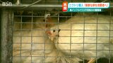5か月ぶり「鶏舎にヒナ戻る」鳥インフルの養鶏場にニワトリ搬入 新潟・胎内市|TBS NEWS DIG