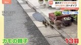 “カモの大冒険”都内に出現「カモの親子」 “危険がいっぱい”難所乗り越えた先に川!ジャンプできる?|TBS NEWS DIG