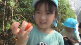 食や農業に興味を持って　鳥取県米子市の農園で園児がトマトの収穫体験　|　BSSニュース | BSS山陰放送