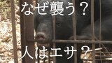 【警戒】夏はクマにとって「特別な時期」だった 攻撃する理由は?人はエサなのか?今後の国の対策と課題は? 多角的に熊について考える時か…自治体・大学など専門家の意見は | 山形のニュース│TUYテレビユー山形