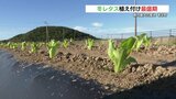 冬レタスの苗の植え付け 最盛期迎える 熊本・苓北町 | 熊本のニュース|RKK NEWS|RKK熊本放送