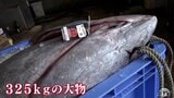 15年連続最高値となるか 大間産クロマグロ今年初の水揚げ 300kg超の大物も 青森県大間町 | 青森のニュース│ATV NEWS│青森テレビ