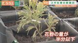 花粉の少ないスギの増産を! 寒河江市に県内初の閉鎖型採取園が完成 (山形) | 山形のニュース│TUYテレビユー山形