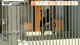 すぐ近くでクマを観察！どういう動き？何を食べる？長い爪に鋭い歯…生態を知り、身を守るきっかけに　児童動物園でツキノワグマの一般公開はじまる（山形・河北町）　|　山形のニュース│TUYテレビユー山形
