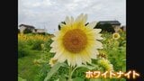 “秘密の仕掛け”も…“白い”ひまわりがSNSで話題!5000本の絶景ひまわり畑が見ごろ 富山|TBS NEWS DIG