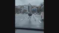 飼育場からダチョウが脱走、街中を歩き回る　韓国・城南| TBS CROSS DIG with Bloomberg