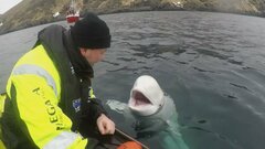 「ロシアから来たスパイではないか」憶測広がるシロイルカ死ぬ　胴体のハーネスには“サンクトペテルブルク”| TBS CROSS DIG with Bloomberg