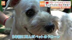 死んだペットに「再会」できる！？急成長する中国のクローンペットビジネス| TBS CROSS DIG with Bloomberg
