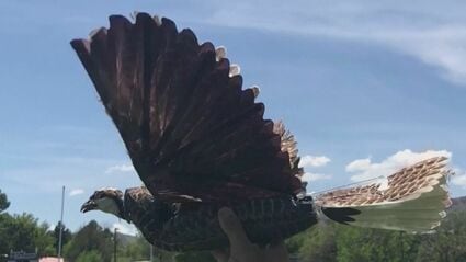 鳥の剥製を空に飛ばすと、なぜか航空業界が変わる」という不思議な研究 