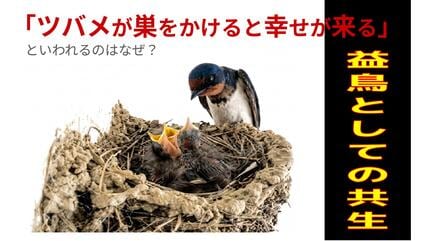 ツバメが巣をかけると幸せが来るといわれるのはなぜ？ | 長崎の