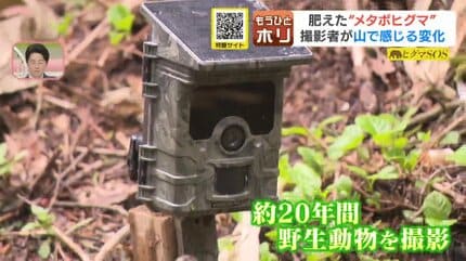 ヒグマSOS】250キロ超の“メタボヒグマ”も出現 北海道で急増するクマ