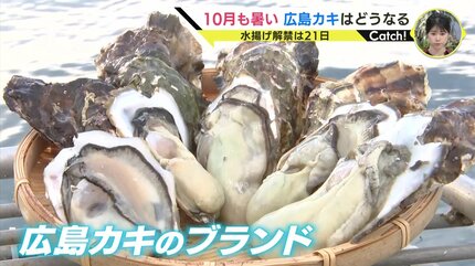 水揚げしたばかりの生牡蠣 10キロ 送料無料 早い者勝ち 期間限定10％OFF中！    生食用８ｋｇ（56~130粒） 殻付き 牡蠣 牡蛎 殻付き牡蛎 kaki カキ 松島牡蠣屋 BBQに最適    海産物 オイスター oyster 生牡蠣冬ギフト