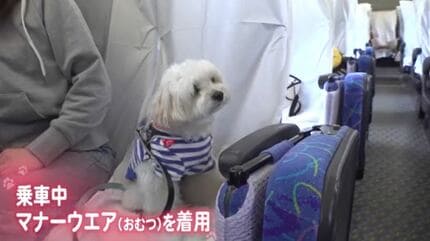 ワンちゃんと白馬村の大自然へ ”ずっとふれあいながら”愛犬とバス