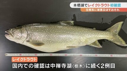 生態系に被害を及ぼすおそれ 本栖湖で外来種レイクトラウトを初確認