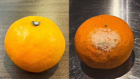 箱買いミカンは「逆さま」に？潰れる“悲劇”を防ぐ、プロ直伝『ミカン保管術』　|　熊本のニュース｜RKK NEWS｜RKK熊本放送