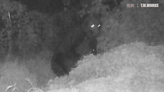 『くまドン』クマ同士が喧嘩する声に似た低周波で撃退　「昨年に比べ4～5倍の問い合わせ」　車の部品製造会社が開発　山梨|TBS NEWS DIG