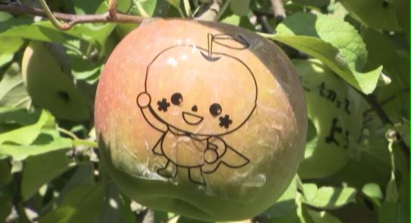 5年前の台風で被災した木にリンゴ実る　収穫期を前に子どもたちがシールはり　復興願うリンゴに|TBS NEWS DIG