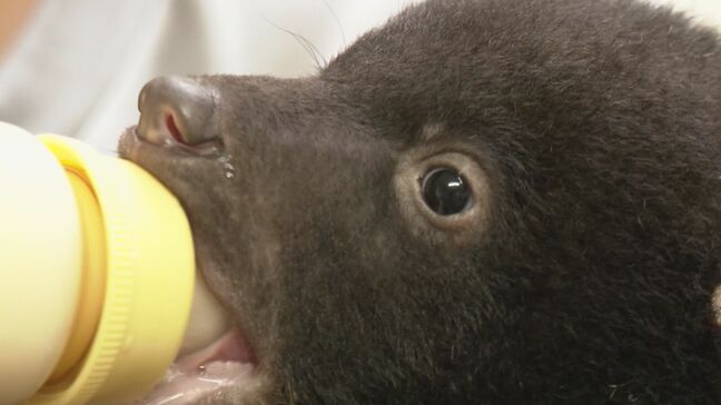 「フワフワ…」クマの赤ちゃんと記念撮影 1月から2月にかけ10頭のツキノワグマが誕生 『奥飛騨クマ牧場』岐阜・高山市|TBS NEWS DIG