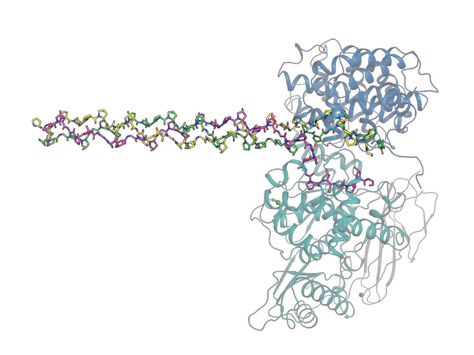病原細菌がコラーゲンを壊すしくみを発見!「移植再生医療」や「新薬開発」への応用に期待【岡山大学】|TBS NEWS DIG