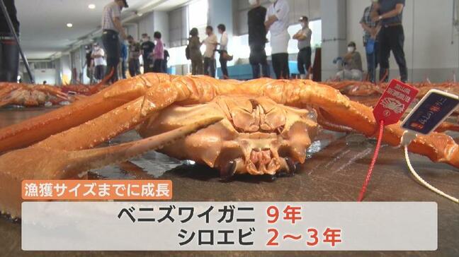 ベニズワイガニとシロエビ “過度に獲らないで”…能登半島地震の海底地すべりで漁獲量が減少　水産研究所が中間報告　富山|TBS NEWS DIG
