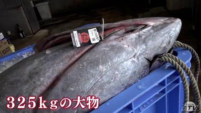 １５年連続最高値となるか　大間産クロマグロ今年初の水揚げ　３００ｋｇ超の大物も　青森県大間町|TBS NEWS DIG