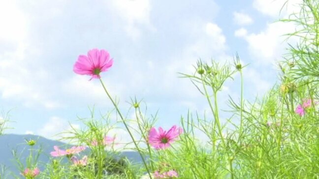 「まもなく秋なんだな」約20万本のコスモスが見頃 標高750mほどの翠波高原 愛媛県・四国中央市|TBS NEWS DIG