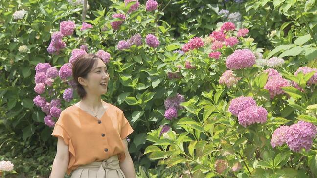 「迷路みたく歩くのが良い」360度に広がるアジサイ　50年かけ育てる20種が満開に　山梨・市川三郷町|TBS NEWS DIG
