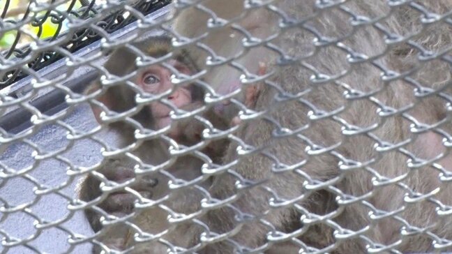 クセが強めの命名式 ヤクシマザル「おたま」の赤ちゃんは「まどらー」に決定 好奇心旺盛にすくすく育つ【沖縄こどもの国】|TBS NEWS DIG