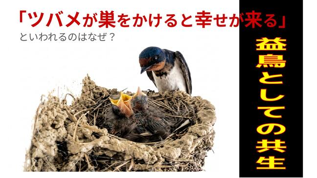 ツバメが巣をかけると幸せが来るといわれるのはなぜ？|TBS NEWS DIG