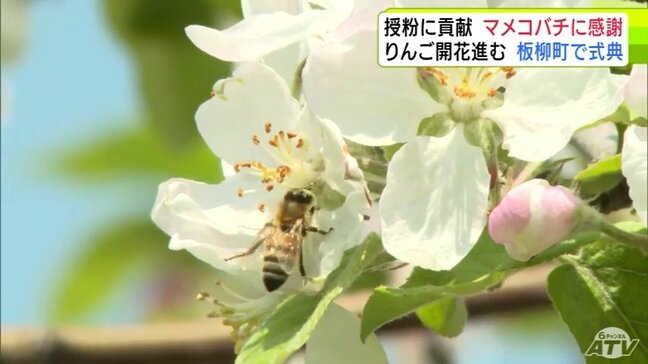 減少する農家の“救世主”　リンゴ生産支える「マメコバチ」の感謝祭　増加に期待も楽観視できず|TBS NEWS DIG