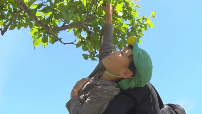 暑い夏を乗り切るのに役立てたい　園児たちがウメの実収穫　益田市の島根県立万葉公園|TBS NEWS DIG