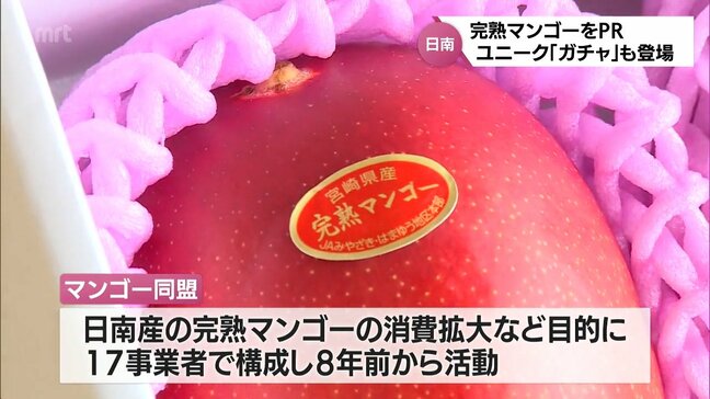 今が旬の完熟マンゴーをPR　日南市・道の駅なんごうには「ガチャ」も登場|TBS NEWS DIG