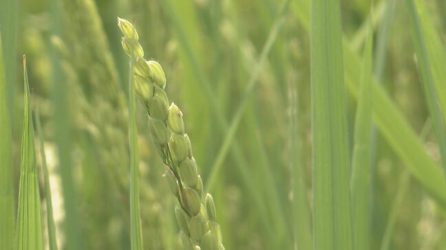 小泉農水大臣「安心していただける結果だと」コメ 最低輸入量の“枠内”で拡大 農家の本音は? 日米関税合意|TBS NEWS DIG