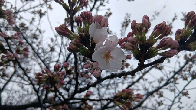 【速報】山形市の桜の名所・霞城公園でサクラが開花 春ですね!|TBS NEWS DIG