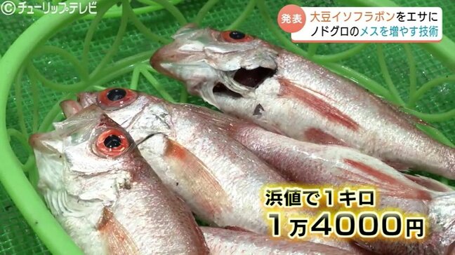 高級魚ノドグロが身近に?大豆イソフラボンで“メス”増やす技術開発に成功 富山県水産研究所の画期的な挑戦|TBS NEWS DIG