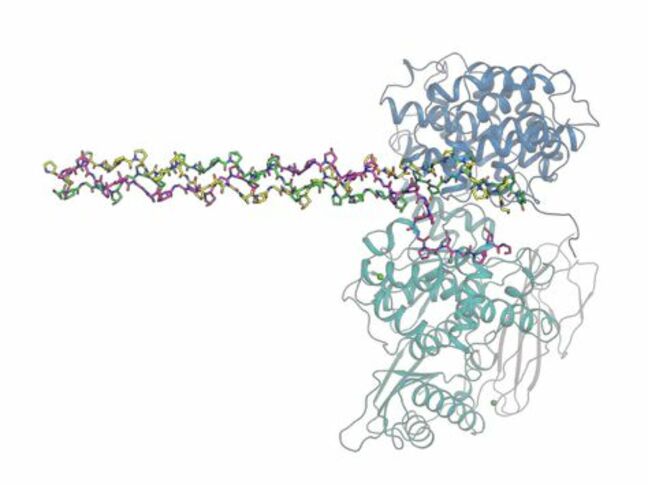 病原細菌がコラーゲンを壊すしくみを発見！「移植再生医療」や「新薬開発」への応用に期待【岡山大学】|TBS NEWS DIG