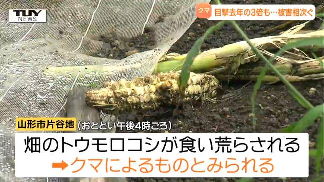 クリにモモ、トウモロコシも...県内でクマによる食害相次ぐ クマ目撃件数は去年の約3倍に(山形) |TBS NEWS DIG