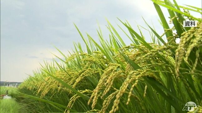 青森県は「前年並み」　農水省が今年産の主食用米の作柄概況を発表　全国で生産状況は「おおむね良好」な見込み|TBS NEWS DIG