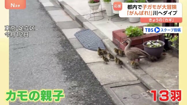 “カモの大冒険”都内に出現「カモの親子」 “危険がいっぱい”難所乗り越えた先に川!ジャンプできる?|TBS NEWS DIG
