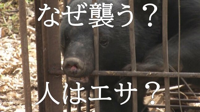 【警戒】夏はクマにとって「特別な時期」だった　攻撃する理由は？人はエサなのか？今後の国の対策と課題は？　多角的に熊について考える時か…自治体・大学など専門家の意見は|TBS NEWS DIG