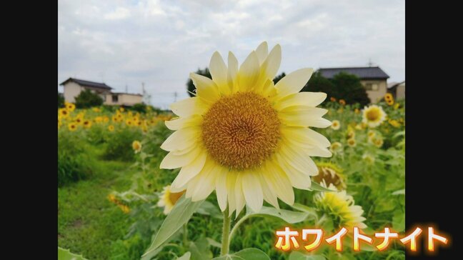 “秘密の仕掛け”も…“白い”ひまわりがSNSで話題!5000本の絶景ひまわり畑が見ごろ 富山|TBS NEWS DIG