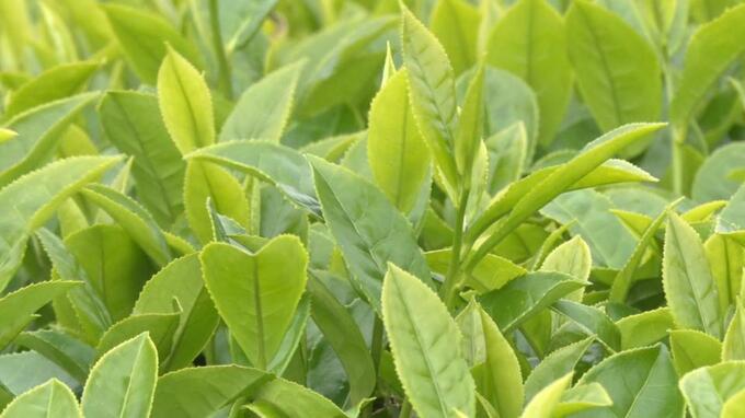 県内有数の茶葉生産地で「一番茶」摘み取り　香りの良さで知られる「インザツ」|TBS NEWS DIG