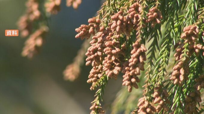 週末は気温急上昇で…気になる花粉の飛散量　中国地方では去年比「4倍」予想も　処方薬と市販薬の違いは？今からできる対策を医師に聞く　|　BSSニュース | BSS山陰放送
