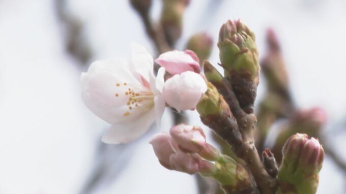 【速報】金沢でサクラの開花発表 平年より2日早く去年より9日遅い　|　石川県のニュース｜MRO北陸放送
