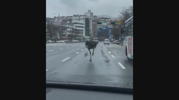 飼育場からダチョウが脱走、街中を歩き回る　韓国・城南